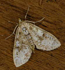 Palpita