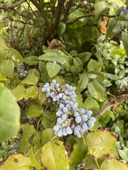 Berberis repens
