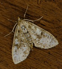 Palpita
