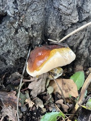 Ganoderma resinaceum