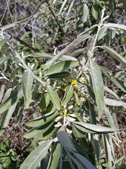 Elaeagnus angustifolia