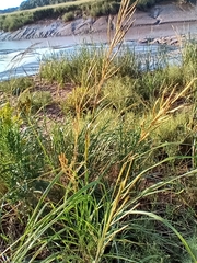 Sporobolus alterniflorus