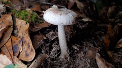 Amidella