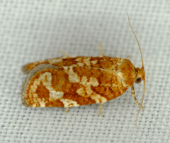 Choristoneura pinus