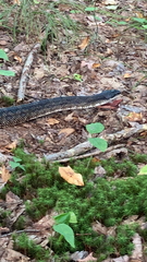 Pantherophis spiloides