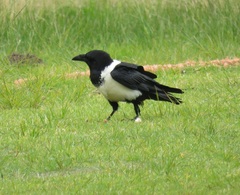 Corvus albus