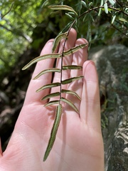 Pellaea atropurpurea