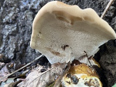 Ganoderma resinaceum