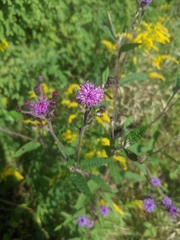 Vernonia