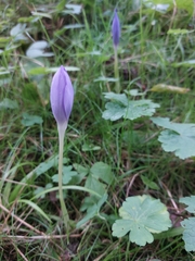 Crocus banaticus