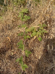 Rubus ursinus