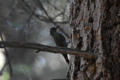 Sphyrapicus thyroideus