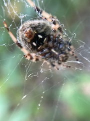 Araneus bicentenarius