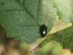 Psylliodes chrysocephala