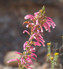 Erica discolor