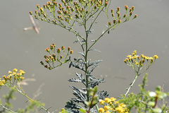 Senecio pterophorus