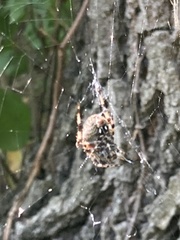 Araneus bicentenarius