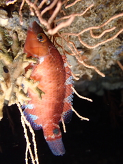 Symphodus mediterraneus