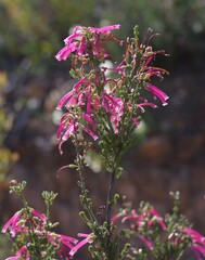 Erica discolor