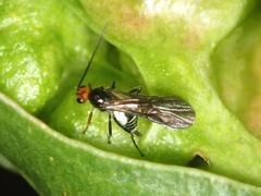 Braconidae
