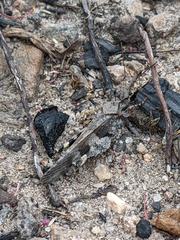 Trimerotropis cincta