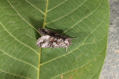 Syngrapha interrogationis