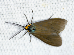 Ctenucha virginica