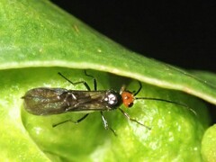 Braconidae
