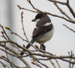 Lanius collaris collaris