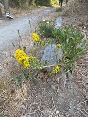 Solidago spathulata