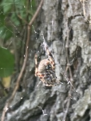 Araneus bicentenarius