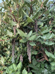 Garrya elliptica