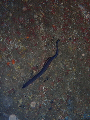 Conger conger