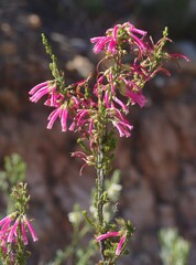 Erica discolor