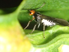 Braconidae