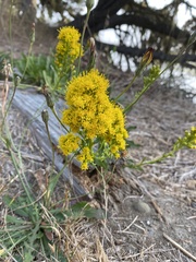 Solidago spathulata