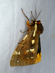 Arctia parthenos