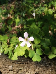 Oxalis triangularis