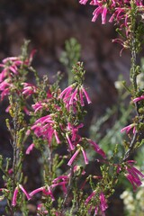 Erica discolor