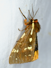 Arctia parthenos