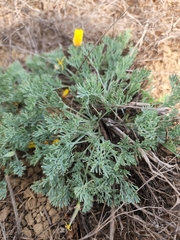 Eschscholzia californica