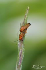 Rhagonycha fulva