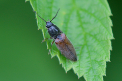 Hemicrepidius decoloratus