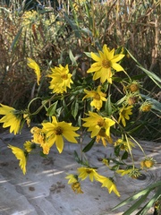 Helianthus giganteus