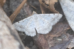 Frederickia nigricomma