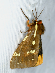 Arctia parthenos