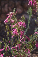 Erica discolor