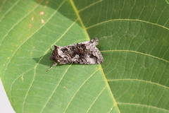 Syngrapha interrogationis