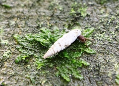 Alinda biplicata