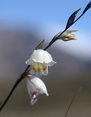 Gladiolus patersoniae